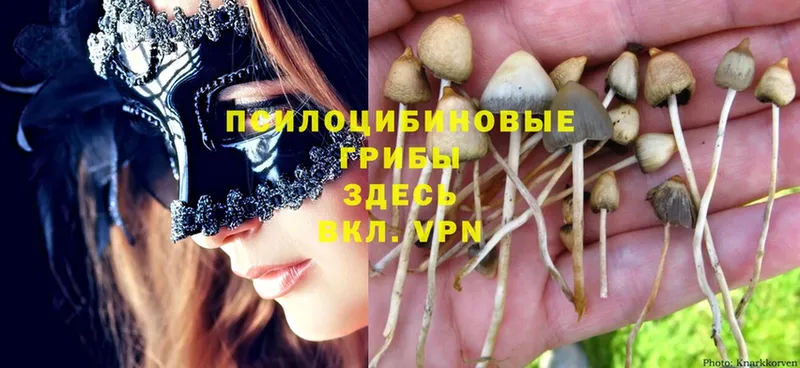 Галлюциногенные грибы MAGIC MUSHROOMS  где продают наркотики  Аткарск 